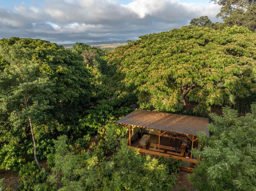 Oahu: Chocolate Farm Tour with Tasting - Kamananui Cacao - Walking through the working cacao orchard