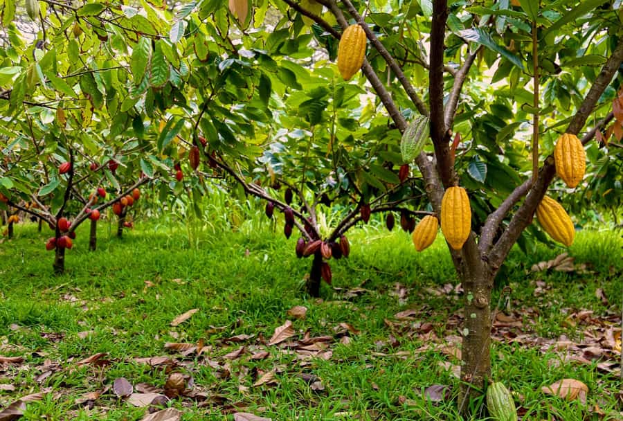 Oahu: Chocolate Farm Tour with Tasting - Kamananui Cacao - Arriving at Kamananui Cacao Orchards near Haleiwa
