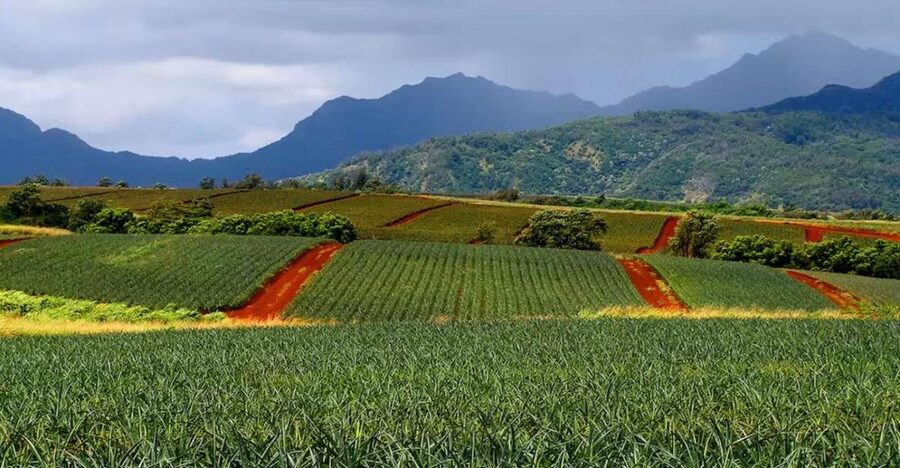 Oahu: North Shore Dole Pineapple Farm Tour - Key points at a glance