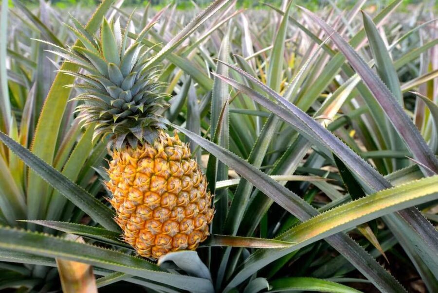 Oahu: North Shore Dole Pineapple Farm Tour - Seeing pineapple production at Wahiawa