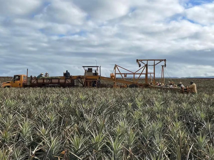 Oahu: North Shore Dole Pineapple Farm Tour - A quieter North Shore beach stop
