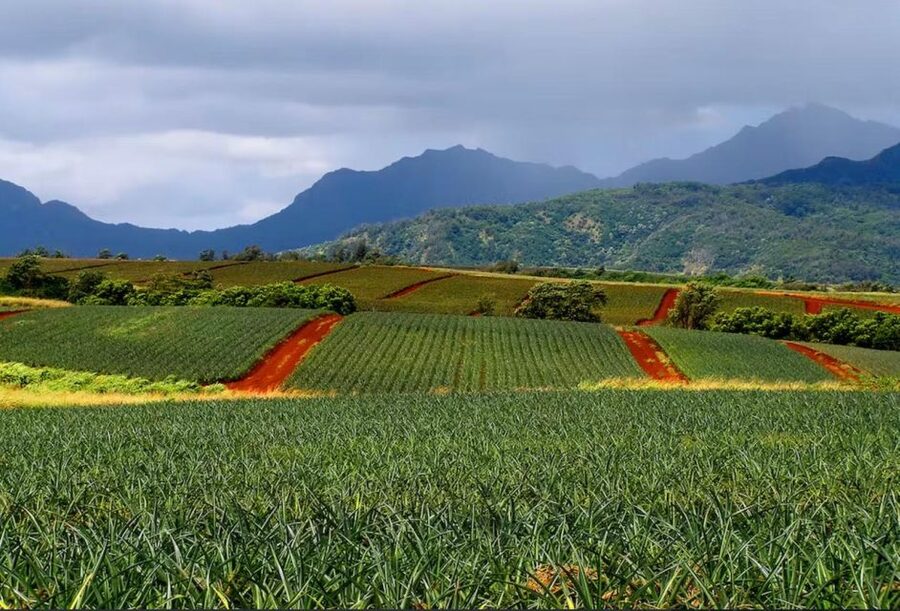 Oahu: North Shore Dole Pineapple Farm Tour - Picnic lunch with coastal views