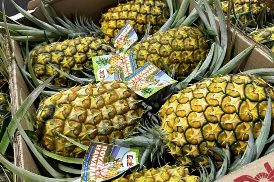 Oahu: North Shore Dole Pineapple Farm Tour - Coffee and breakfast at Greenworld Coffee Farms