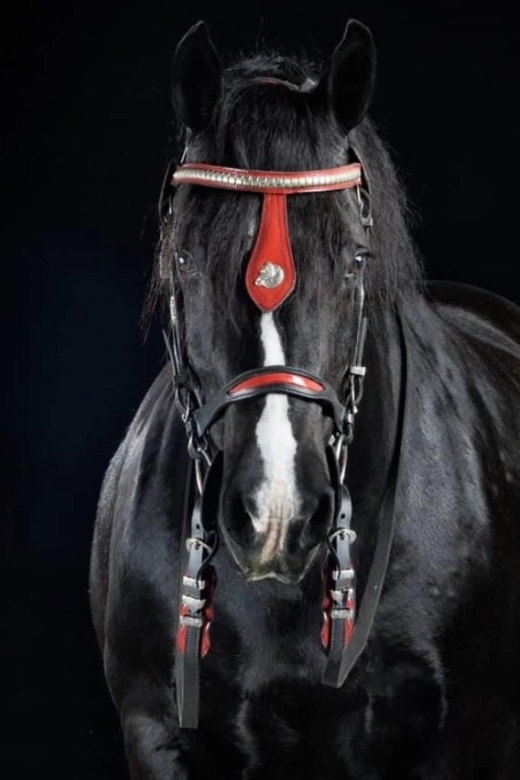 Ocala: Gypsy Gold Horse Farm Guided Walking Tour - Why Gypsy Gold is more than a standard horse farm visit