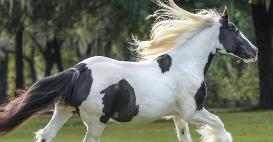 Ocala: Gypsy Gold Horse Farm Guided Walking Tour - Walking among horses, mules, donkeys, and parrots