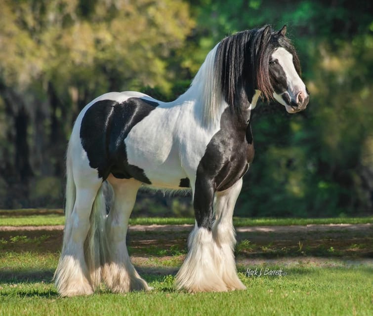 Ocala: Gypsy Gold Horse Farm Guided Walking Tour - What the $30 price really covers