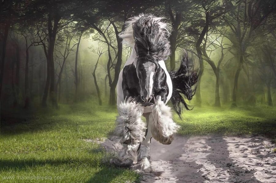 Ocala: Gypsy Gold Horse Farm Guided Walking Tour - Practical timing, clothing, and planning advice