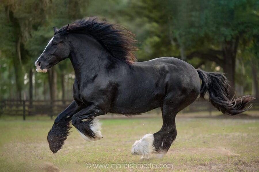 Ocala: Gypsy Gold Horse Farm Guided Walking Tour - Should you book Gypsy Gold Horse Farm?