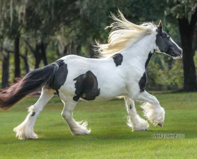 Ocala: Gypsy Gold Horse Farm Guided Walking Tour - The 10-minute introduction with Dennis Thompson