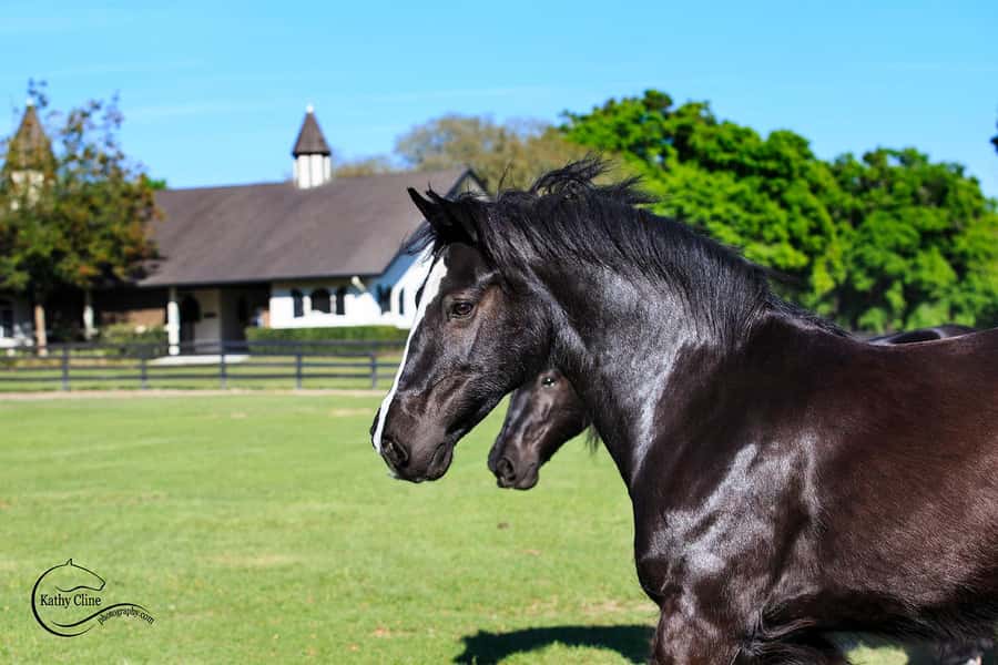 Ocala: Gypsy Gold Horse Farm Horses & History Tour - Why the Gypsy Vanner story matters