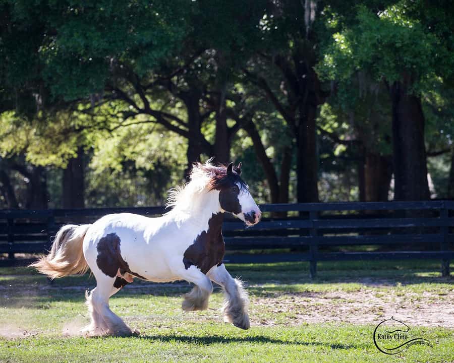 Ocala: Gypsy Gold Horse Farm Horses & History Tour - Meeting a Gypsy Vanner horse up close