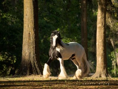 Ocala: Gypsy Gold Horse Farm Horses & History Tour