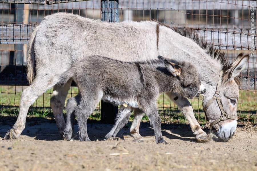Ocala: Gypsy Gold Horse Farm Horses & History Tour - Walking the 40-acre Gypsy Gold farm