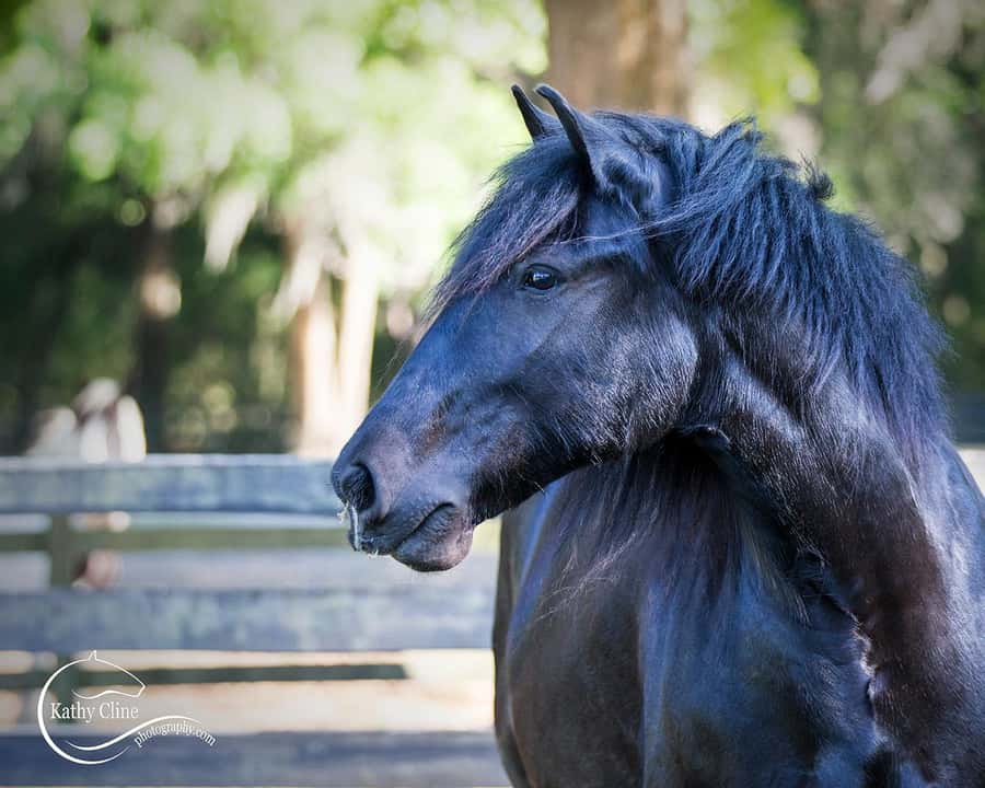 Ocala: Gypsy Gold Horse Farm Horses & History Tour - The one-hour walking tour option