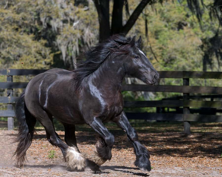 Ocala: Gypsy Gold Horse Farm Horses & History Tour - Is $50 a fair price?