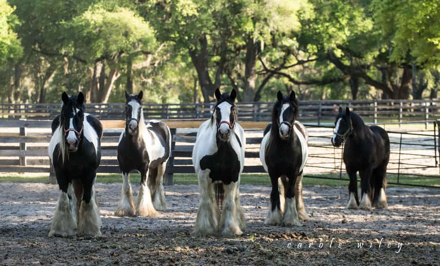 Ocala: Gypsy Gold Horse Farm Horses & History Tour - Who will enjoy this farm visit most?