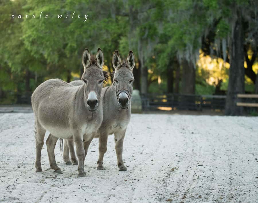 Ocala: Gypsy Gold Horse Farm Horses & History Tour - Practical preparation for Ocala’s outdoor setting