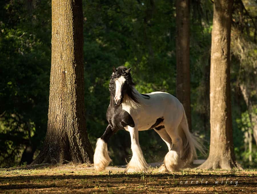 Ocala: Gypsy Gold Horse Farm Horses & History Tour - The opening lecture with Dennis Thompson