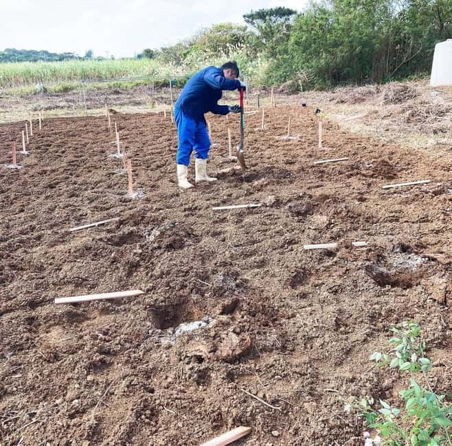 Okinawa: Traditional farming experience & cooking and a meal - Key points to know before you book