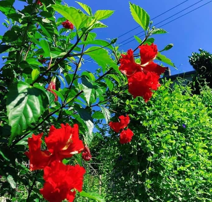 Okinawa: Traditional farming experience & cooking and a meal - Why this Okinawan food experience feels different