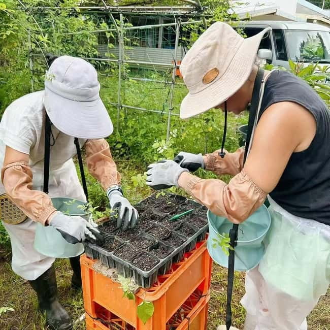 Okinawa: Traditional farming experience & cooking and a meal - Who will enjoy this most