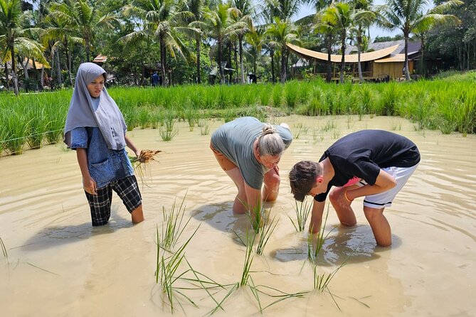 Old Phuket Farm Ticket - Countryside Local Life Culture - Rice fields and the work behind a staple food
