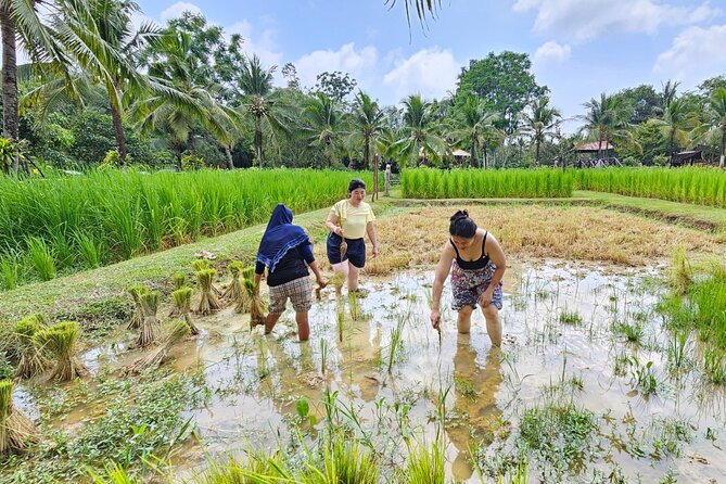 Old Phuket Farm Ticket - Countryside Local Life Culture - Meeting buffaloes and learning how farms worked