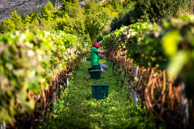 Olive farm & village - The host makes the difference