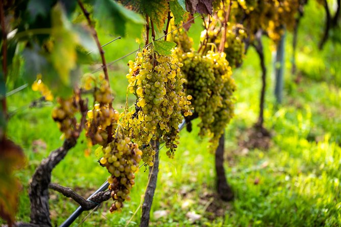 Olive farm & village - Booking, weather, and cancellation details