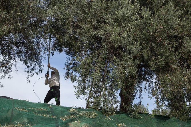 Olive harvest, visit to the oil mill and typical lunch - Seeing how the mill turns fruit into oil