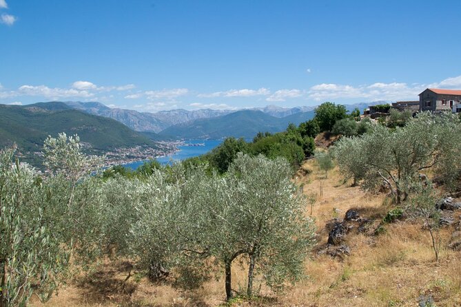 Olive oil farm to fork experience & short walking tour of Kotor - Key details at a glance