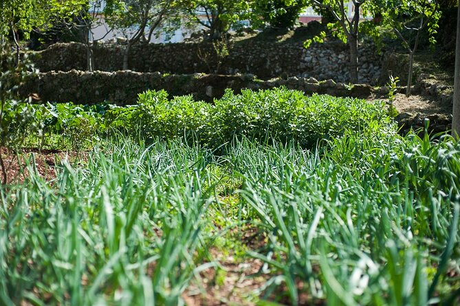 Olive oil farm to fork experience & short walking tour of Kotor - Comparing the old mill with the modern press