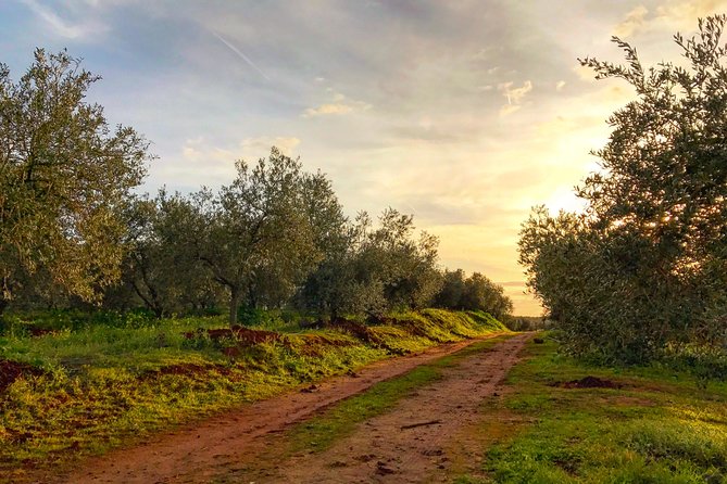 Olive Oil Farm Tour with Tasting from Seville - Group size and guide quality