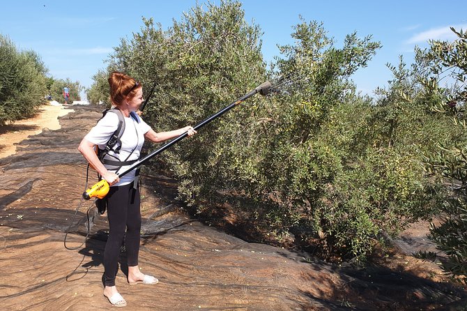 Olive Oil Farm Tour with Tasting from Seville - The real value of $107.41