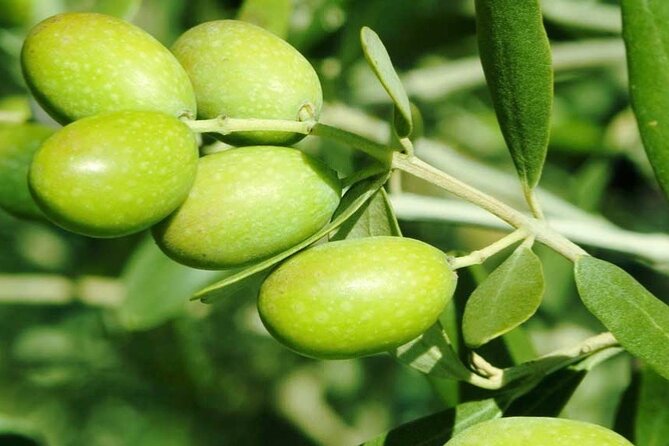 Olive Oil Tasting Farm Experience, Corinth Canal, Nafplio - Ancient Corinth and the power of trade