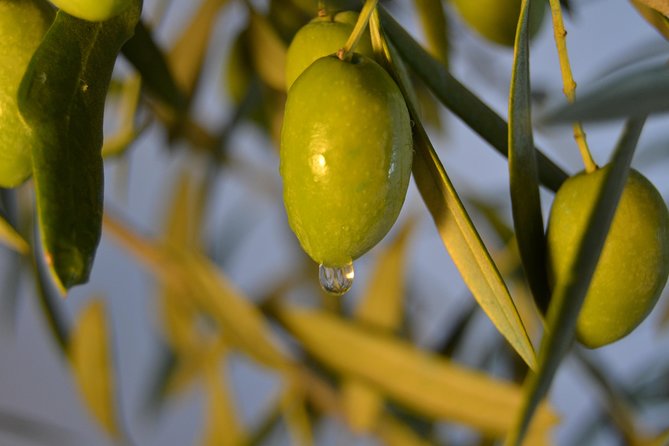 Olympia Shore Ex: Olympic site, Honey Farm & Olive Oil Tasting - Padelina Shopping Center and the olive oil tasting