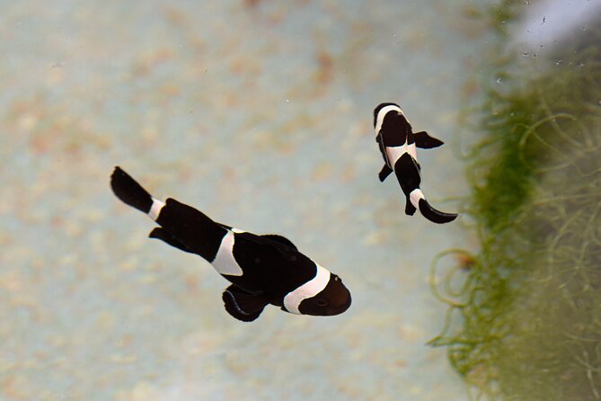 One Hour Coral Farm Tour, Discover Australia's Marine Life - Is $22.95 good value?