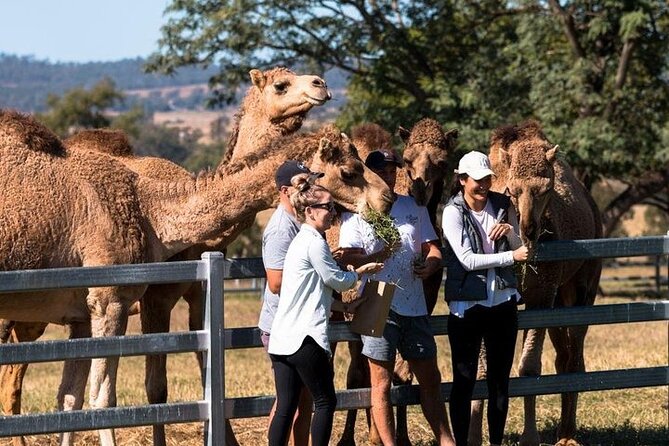 One Hump Camel Farm and Wine Tour - Key points at a glance