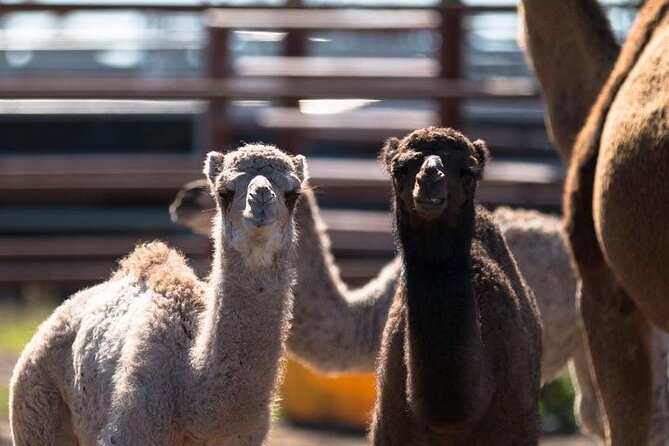 One Hump Camel Farm and Wine Tour - Why this unusual Brisbane day trip works