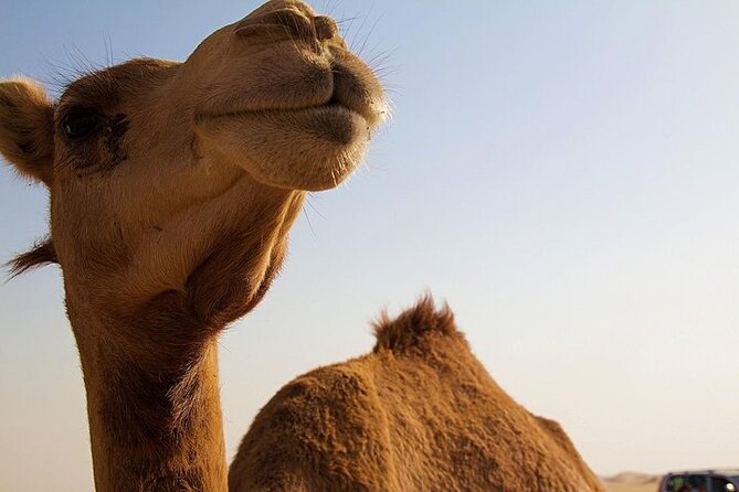 One Hump Camel Farm and Wine Tour - Summer Land Camels: two hours of farm and factory