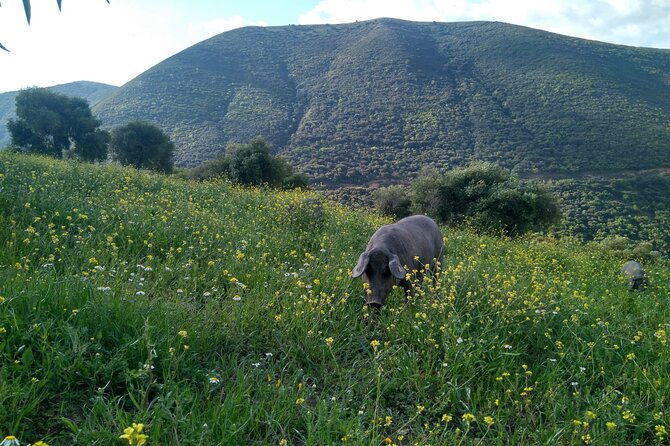 Organic Iberian Ham, farm visit and premium tasting! - Why this ham visit feels different
