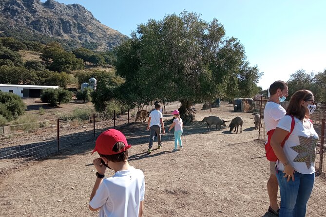 Organic Iberian Ham, farm visit and premium tasting! - Learning how organic Iberian pigs are raised