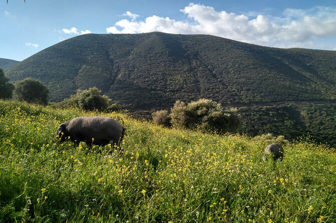 Organic Iberian Ham, farm visit and premium tasting! - The premium organic tasting and lunch