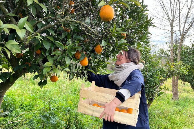 Organic Orange Picking & Jam Making with Farm-to-Table Lunch - Why This Farm Visit Feels Different