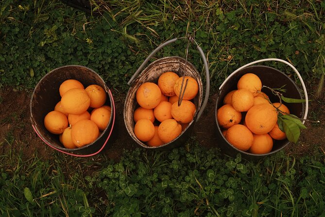 Organic Orange Picking & Jam Making with Farm-to-Table Lunch - Stop Three: A One-Hour Algarvian Lunch