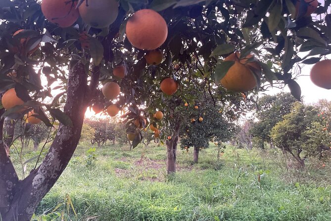 Organic Orange Picking & Jam Making with Farm-to-Table Lunch - Should You Book the Orange Farm Day?