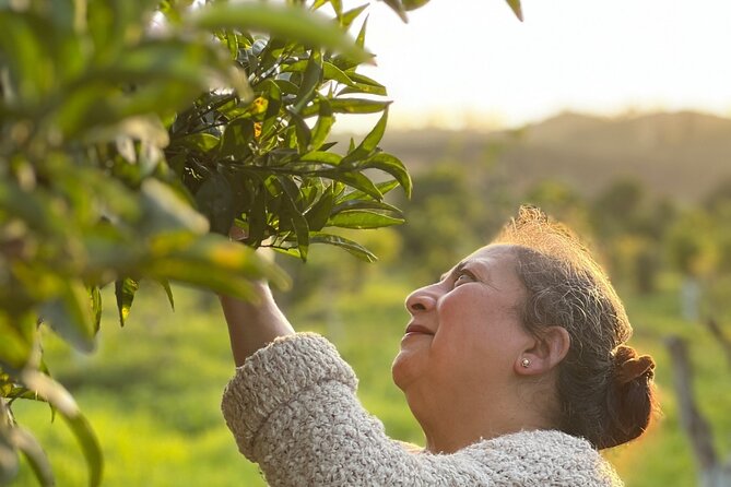 Organic Orange Picking & Jam Making with Farm-to-Table Lunch - Stop Two: Picking Oranges and Cooking Marmalade