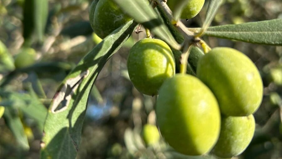 Oristano: visit a farm with oil tasting - Key points to know before you book