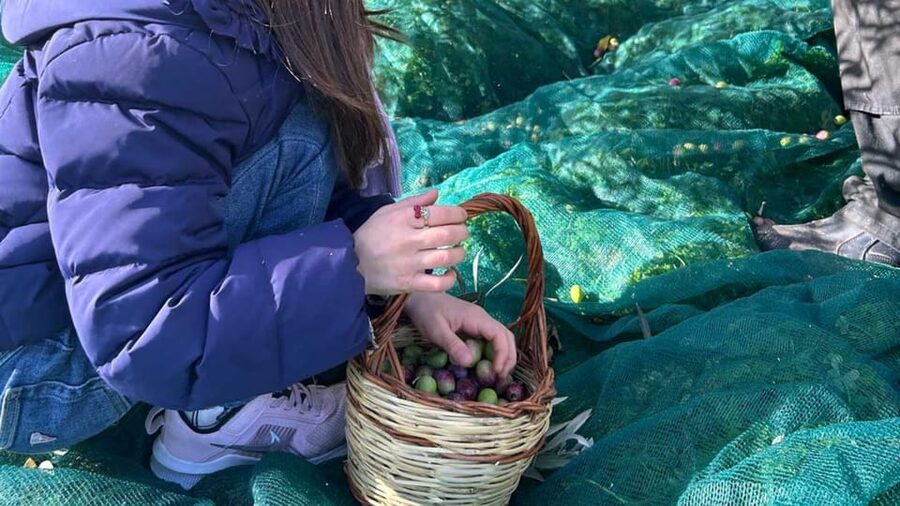 Oristano: visit a farm with oil tasting - Who should book this Oristano farm visit?