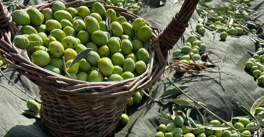 Oristano: visit a farm with oil tasting - Massama and the farm’s Sardinian setting